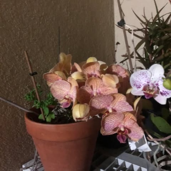 Meet your Posher, April - Picture 1 of 1